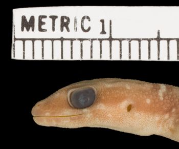 Media type: image;   Herpetology R-31575